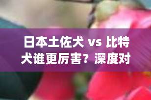 日本土佐犬 vs 比特犬谁更厉害？深度对比斗犬之王的真实实力！
