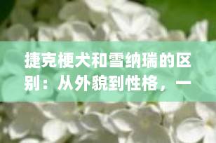 捷克梗犬和雪纳瑞的区别：从外貌到性格，一篇看懂两大“胡子狗”的不同