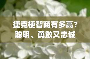 捷克梗智商有多高？聪明、勇敢又忠诚的“小猎手”揭秘！