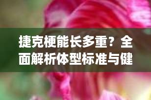 捷克梗能长多重？全面解析体型标准与健康养护指南
