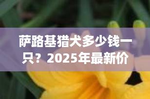 萨路基猎犬多少钱一只？2025年最新价格行情与饲养全解析