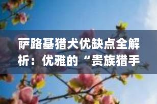 萨路基猎犬优缺点全解析：优雅的“贵族猎手”适合你家吗？