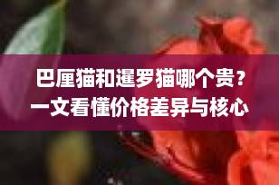 巴厘猫和暹罗猫哪个贵？一文看懂价格差异与核心区别