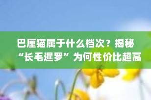 巴厘猫属于什么档次？揭秘“长毛暹罗”为何性价比超高！