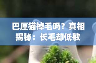 巴厘猫掉毛吗？真相揭秘：长毛却低敏的“小狗猫”养护指南