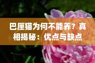 巴厘猫为何不能养？真相揭秘：优点与缺点全解析，养前必看！