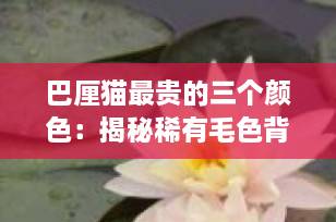 巴厘猫最贵的三个颜色：揭秘稀有毛色背后的身价之谜