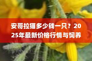 安哥拉猫多少钱一只？2025年最新价格行情与饲养全攻略