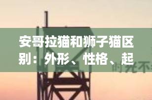 安哥拉猫和狮子猫区别：外形、性格、起源全面对比，选对猫咪更省心！