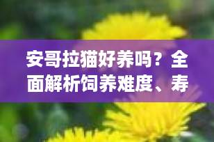 安哥拉猫好养吗？全面解析饲养难度、寿命与护理要点（2025最新指南）