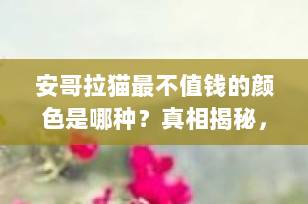安哥拉猫最不值钱的颜色是哪种？真相揭秘，90%的人都搞错了！