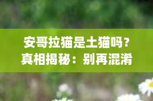 安哥拉猫是土猫吗？真相揭秘：别再混淆了！