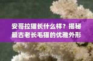 安哥拉猫长什么样？揭秘最古老长毛猫的优雅外形与独特魅力