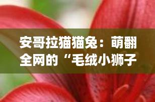 安哥拉猫猫兔：萌翻全网的“毛绒小狮子”，饲养全攻略来了！