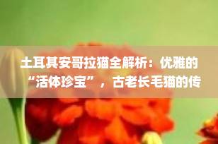 土耳其安哥拉猫全解析：优雅的“活体珍宝”，古老长毛猫的传奇魅力