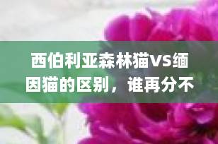 西伯利亚森林猫VS缅因猫的区别，谁再分不清就要打pp啦！！！