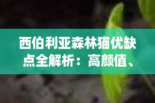 西伯利亚森林猫优缺点全解析：高颜值、低过敏，但掉毛严重？养前必看！