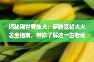 揭秘稀世贵族犬：萨路基猎犬犬舍全指南，带你了解这一古老优雅的“瞪羚猎犬”