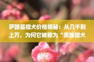 萨路基猎犬价格揭秘：从几千到上万，为何它被称为“贵族猎犬”？