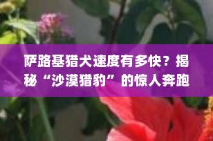 萨路基猎犬速度有多快？揭秘“沙漠猎豹”的惊人奔跑能力