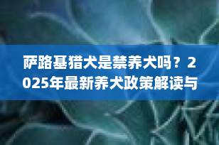 萨路基猎犬是禁养犬吗？2025年最新养犬政策解读与饲养指南