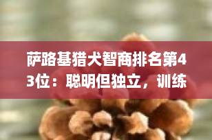 萨路基猎犬智商排名第43位：聪明但独立，训练需讲究方法