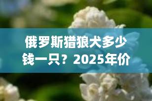 俄罗斯猎狼犬多少钱一只？2025年价格行情与饲养成本全解析