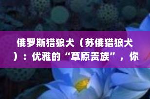 俄罗斯猎狼犬（苏俄猎狼犬）：优雅的“草原贵族”，你了解多少？