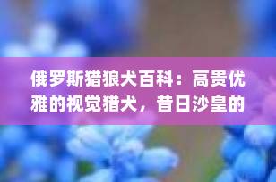 俄罗斯猎狼犬百科：高贵优雅的视觉猎犬，昔日沙皇的狩猎贵族