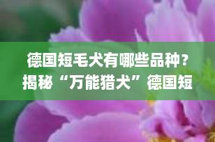 德国短毛犬有哪些品种？揭秘“万能猎犬”德国短毛指示犬的全面知识