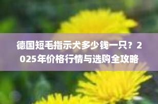 德国短毛指示犬多少钱一只？2025年价格行情与选购全攻略