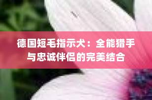 德国短毛指示犬：全能猎手与忠诚伴侣的完美结合