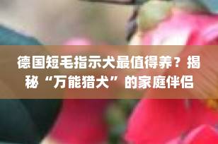 德国短毛指示犬最值得养？揭秘“万能猎犬”的家庭伴侣魅力