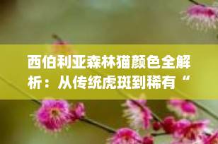 西伯利亚森林猫颜色全解析：从传统虎斑到稀有“双金属色”，一篇看懂所有毛色奥秘！
