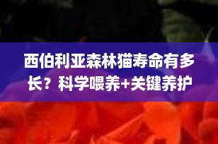 西伯利亚森林猫寿命有多长？科学喂养+关键养护秘诀大揭秘！