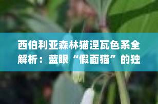 西伯利亚森林猫涅瓦色系全解析：蓝眼“假面猫”的独特魅力与养护指南