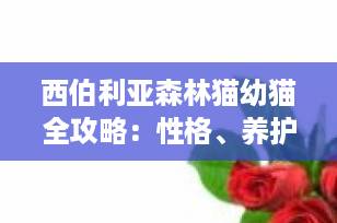 西伯利亚森林猫幼猫全攻略：性格、养护与为什么它是最适合家庭的“温柔巨喵”