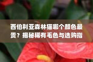 西伯利亚森林猫哪个颜色最贵？揭秘稀有毛色与选购指南