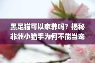 黑足猫可以家养吗？揭秘非洲小猎手为何不能当宠物