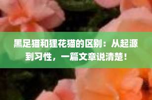 黑足猫和狸花猫的区别：从起源到习性，一篇文章说清楚！