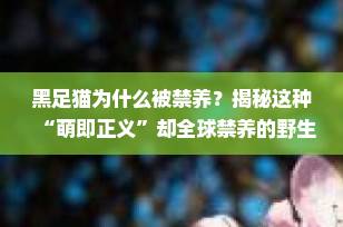 黑足猫为什么被禁养？揭秘这种“萌即正义”却全球禁养的野生小猛兽