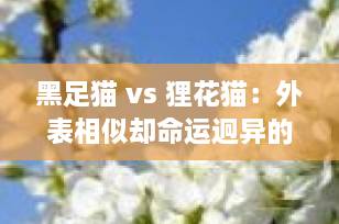 黑足猫 vs 狸花猫：外表相似却命运迥异的“猫界双面侠”｜你真的了解它们吗？