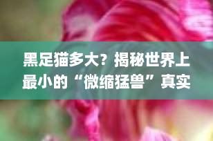 黑足猫多大？揭秘世界上最小的“微缩猛兽”真实体型与惊人战斗力