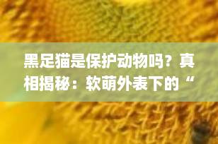 黑足猫是保护动物吗？真相揭秘：软萌外表下的“杀戮机器”，全球为何禁养？