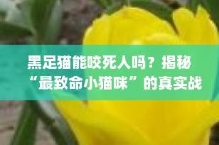 黑足猫能咬死人吗？揭秘“最致命小猫咪”的真实战斗力！