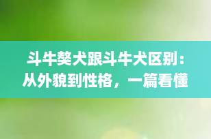 斗牛獒犬跟斗牛犬区别：从外貌到性格，一篇看懂两大猛犬的真正差异