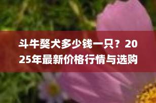 斗牛獒犬多少钱一只？2025年最新价格行情与选购指南