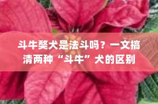 斗牛獒犬是法斗吗？一文搞清两种“斗牛”犬的区别