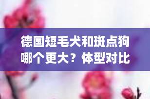 德国短毛犬和斑点狗哪个更大？体型对比全解析，养狗必看！