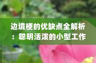 边境梗的优缺点全解析：聪明活泼的小型工作犬适合你家吗？